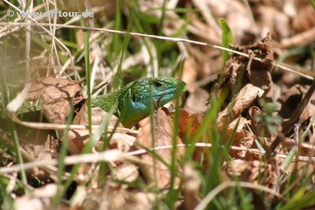 Smaragdeidechse, Lacerta bilineata