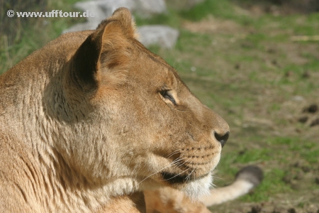 Safari-Park Löwe