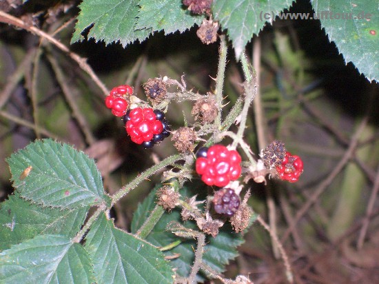 Beeren