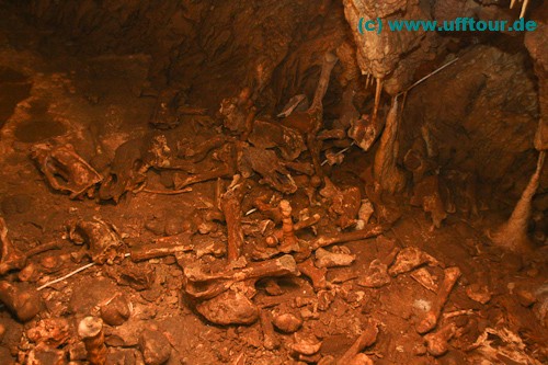 Bärenhöhle Knochen