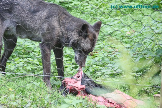 Wolfspark Werner Freund