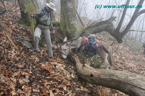 Eselswanderung - Baum im Weg